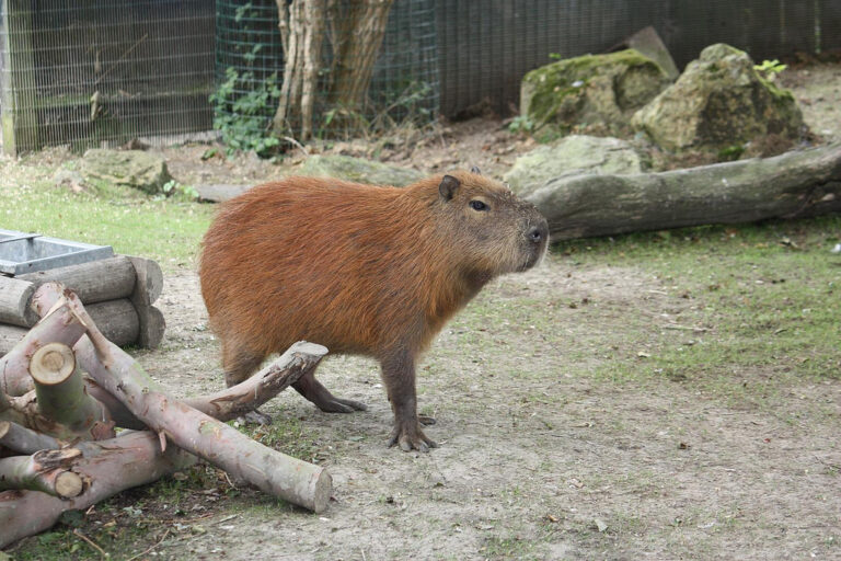 A capybara standing next to a pile of logs.