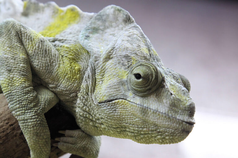 A close of up a chameleon's head. It looks unimpressed.