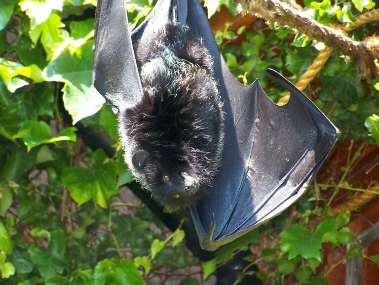 A Livingstone's fruit bat, hanging upside down and looking towards the viewer.