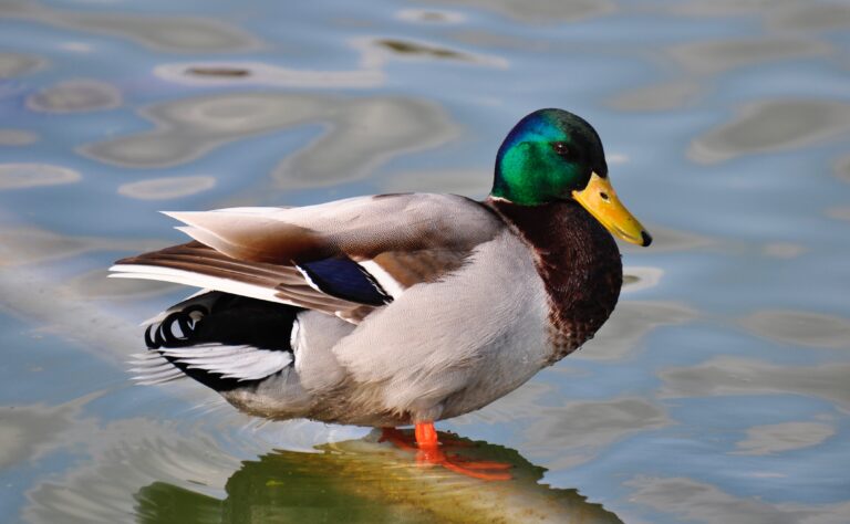 A mallard duck standing in shallow water.